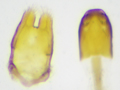 Meligethes morosus